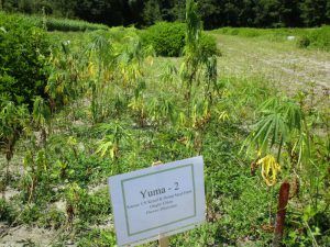 small hemp plants in front of sign that specifies Yuma cultivar from China