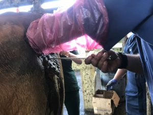Using Artificial insemination gun to breed a cow