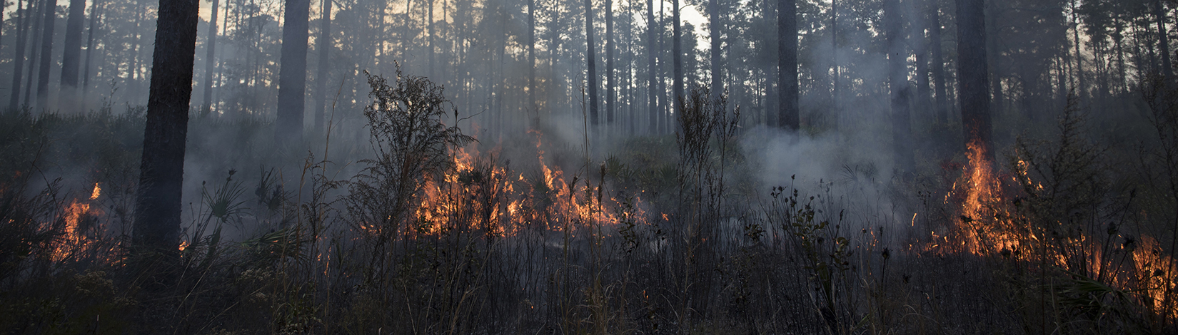 Prescribed Fire