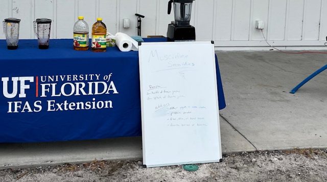 Muscadine Lines: Celebrating Florida’s Native Grape at Muscadine Field Day