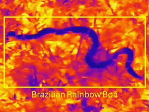 A preliminary test using a thermal camera to detect snakes successfully detected an invasive rainbow boa in the Everglades.. Photo UF Croc Docs 