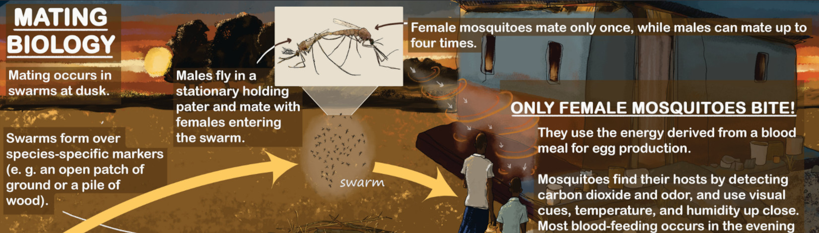 Anopheles poster featured image