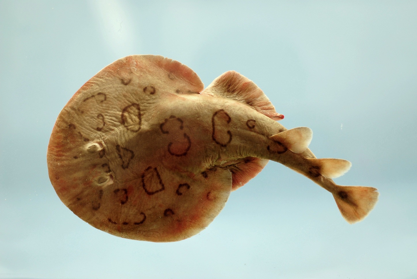 Only about 8-inches long, the electric ray can deliver a shocking experience