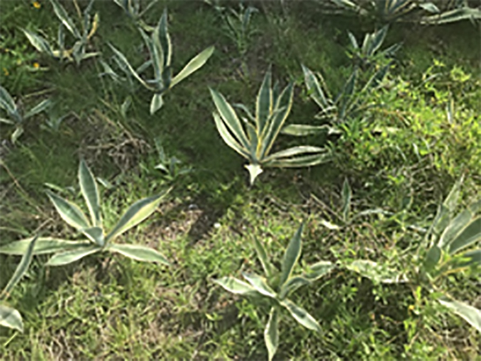 Agave americana insert