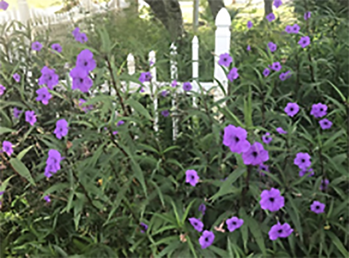 Mexican petunias imagey