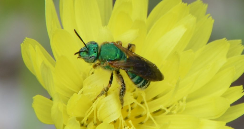 Sweat Bees Are Pollinators With Panache - UF/IFAS Extension Franklin County