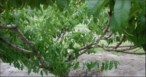 http://gardeningsolutions.ifas.ufl.edu/care/pruning/pruning-deciduous-fruit-trees.html