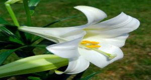 Easter Lily (Lilium longiflorum) Image: Wikipedia