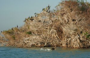 Everglades National Park, anhingas, mangroves, trees, water.