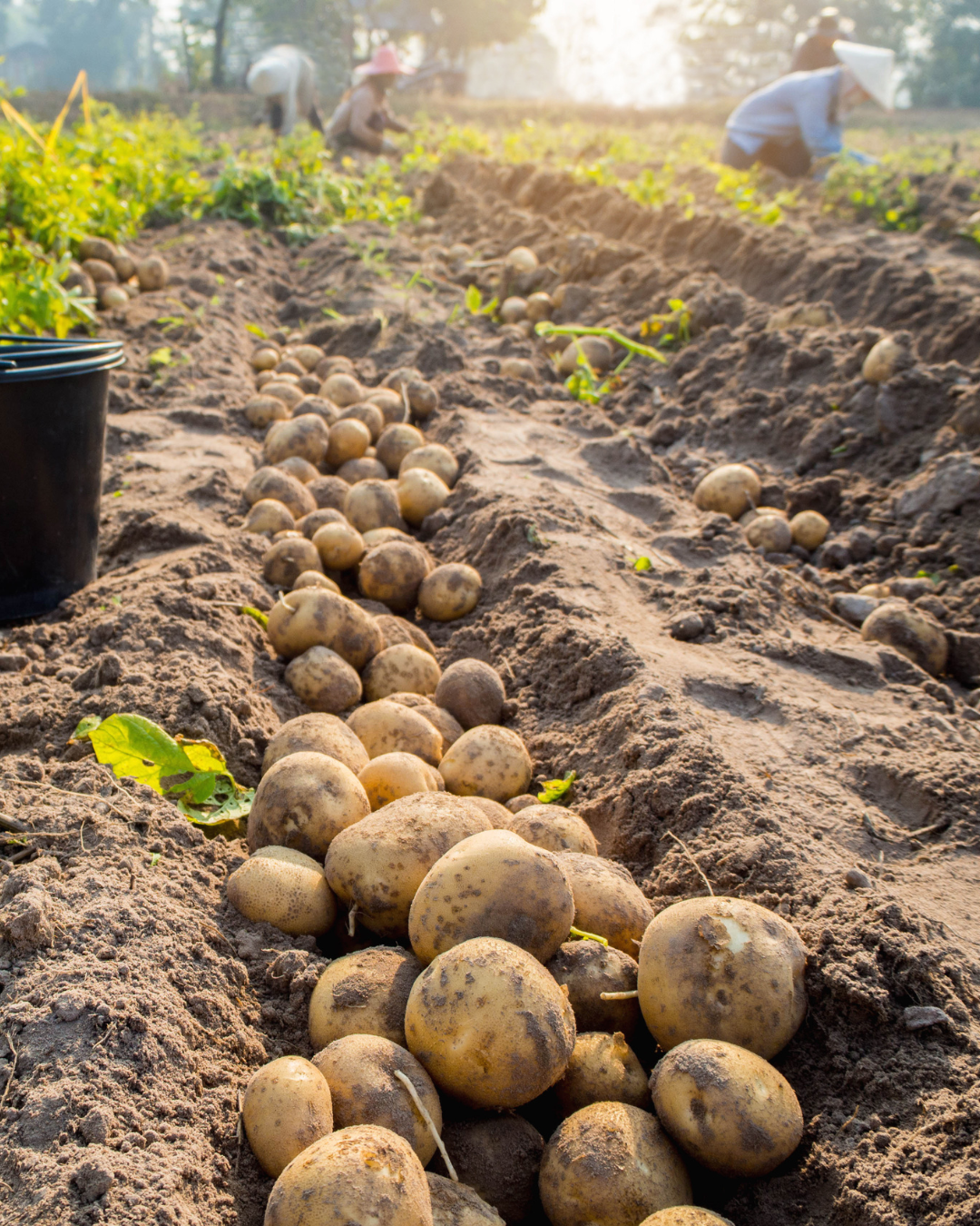Celebrating National Tater Day! - UF/IFAS Food and Resource Economics ...