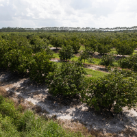 Citrus grove at the Indian River Research and Education Center (IRREC). 