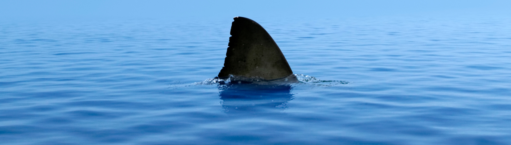 Shark Fin in water