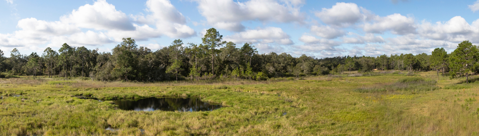 wetland prairie habitat