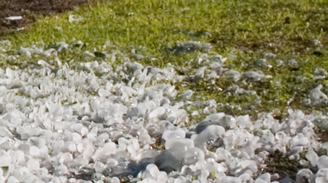 Preparing for Agricultural Damage and Loss Assessments Following Recent Winter Freeze Events