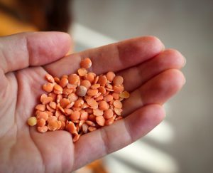 Hand holding red lentils.