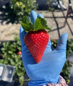 A hand wearing a blue glove holds a large strawberry | Food Science and Human Nutrition UF/IFAS 