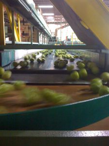 Blurry green tomatoes rolling on a belt on a large piece of machinery.