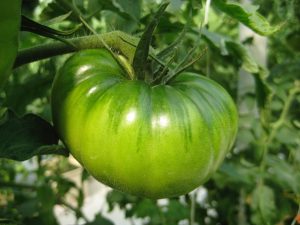 Green tomato on the vine.