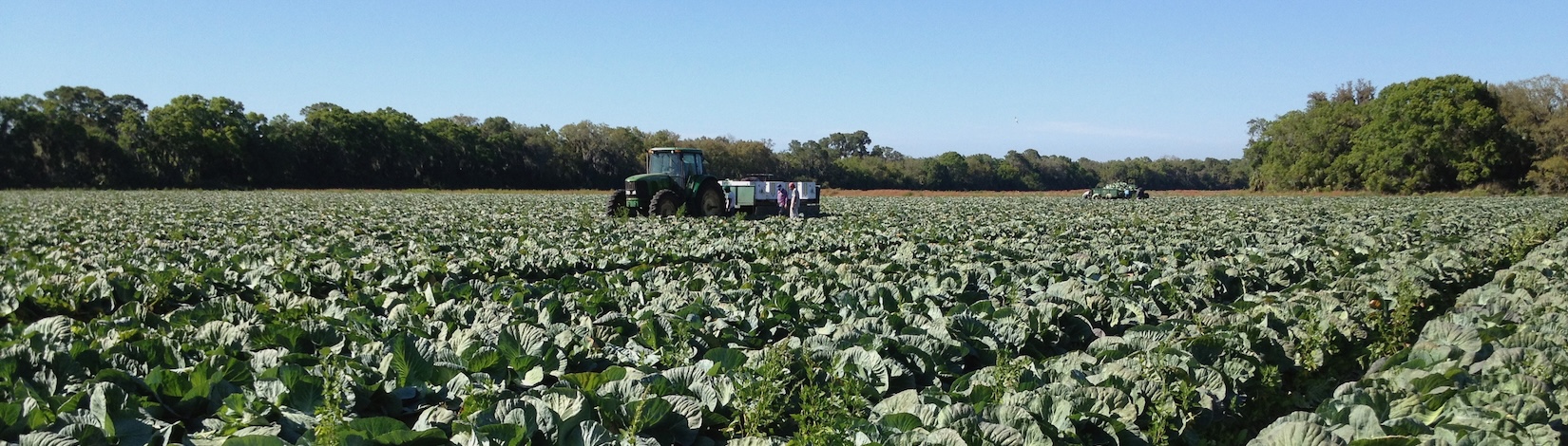 Wide shot of cabbage field with farm machine and two people in the distance, food safety | Food Science and Human Nutrition UF/IFAS