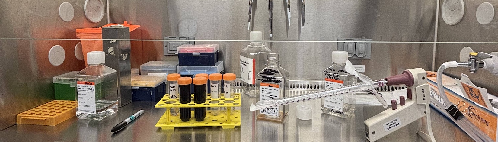 A research setup in a vented laboratory hood, pre-dental undergraduate student | Food Science and Human Nutrition UF/IFAS