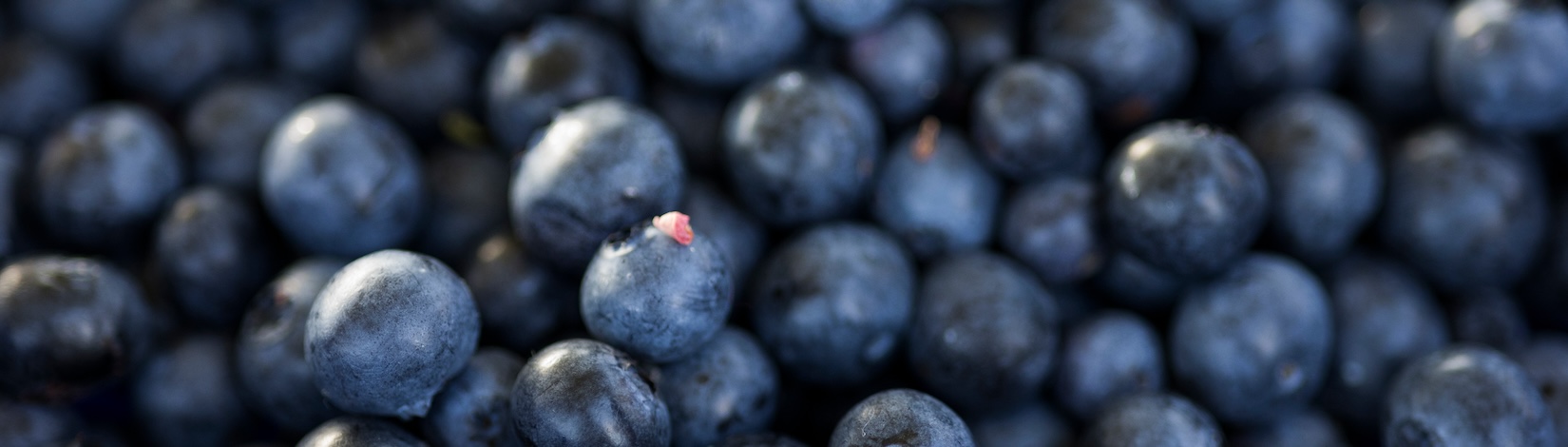 Pile of loose blueberries. Photo taken 04-19-24