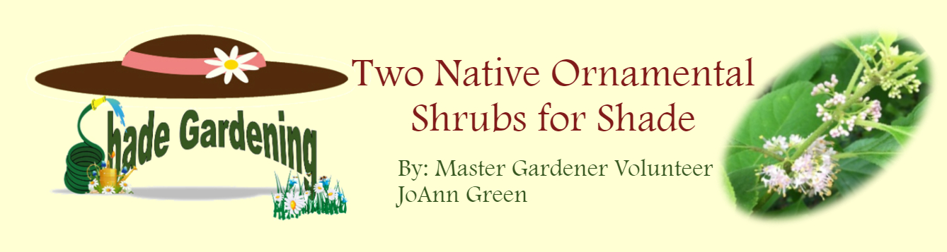 Two Native Orn Shrubs July 2020