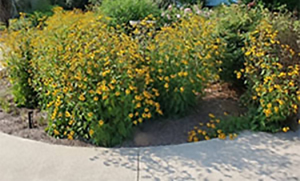 Master Gardener: Brown-Eye Susan image