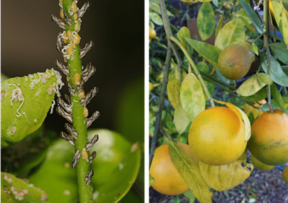 Close-up of a citrus flush infested with Asian citrus psyllid insects and separate image showing unripe, sick citrus fruit on a branch.