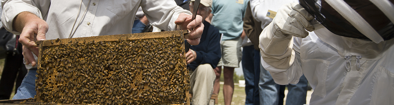 beekeeper handling a bee hive during a demonstration