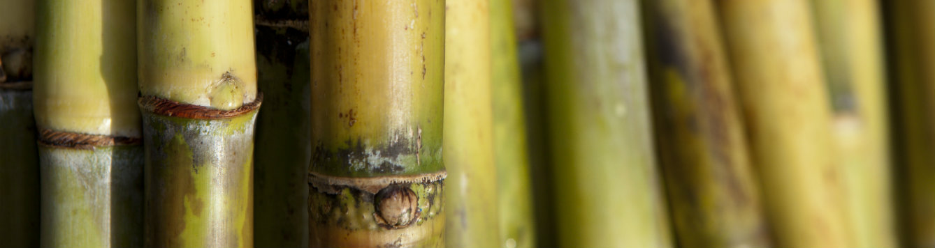 Sugarcane