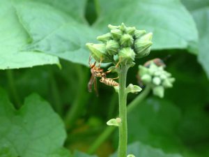 Paper wasp on flower