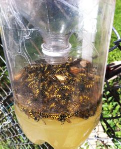 Yellowjacket trap