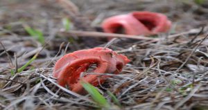 Stinkhorn growth