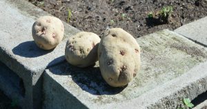 In the Garden Feb 2019 potatoes insert