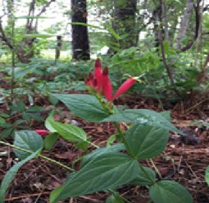 Indian Pink (Spigelia marilandica)