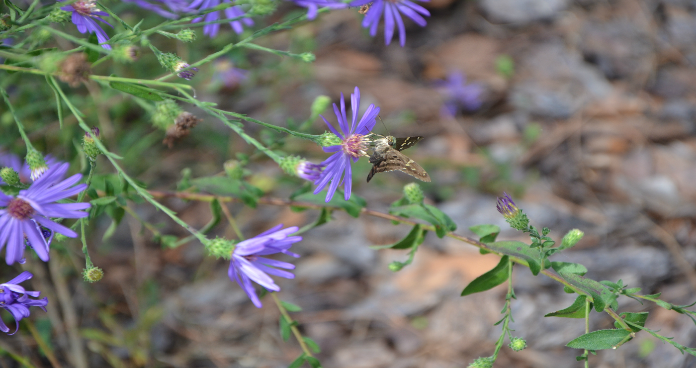 Georgia Aster insert 1 Photo by: Les Harrison