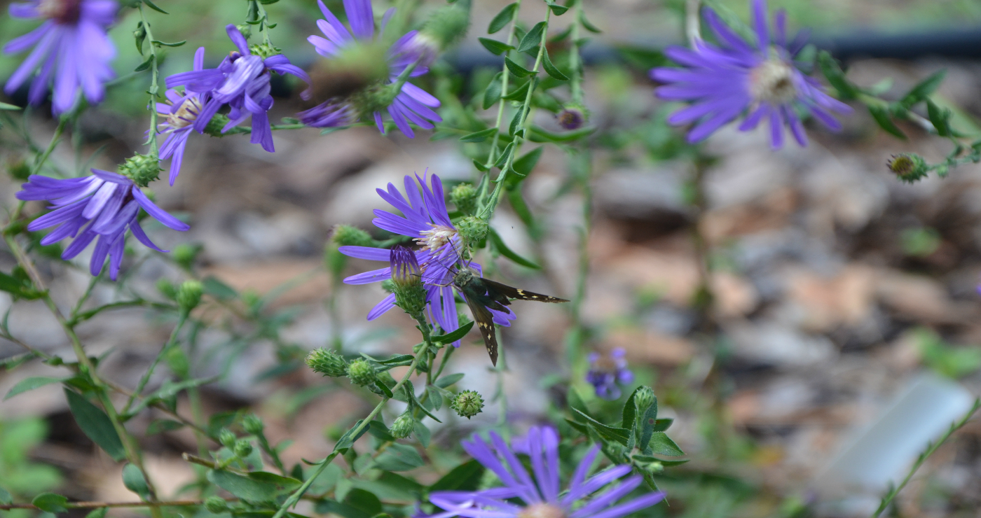 Georgia Aster insert 2 Photo by: Les Harrison