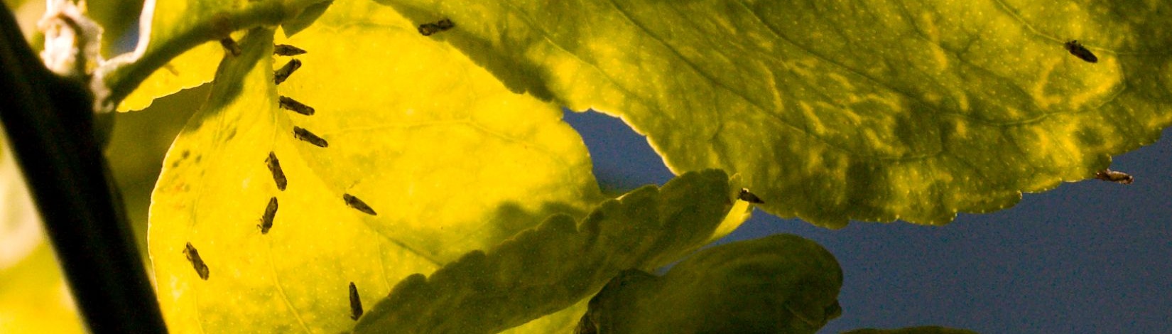 Leaf with small insects