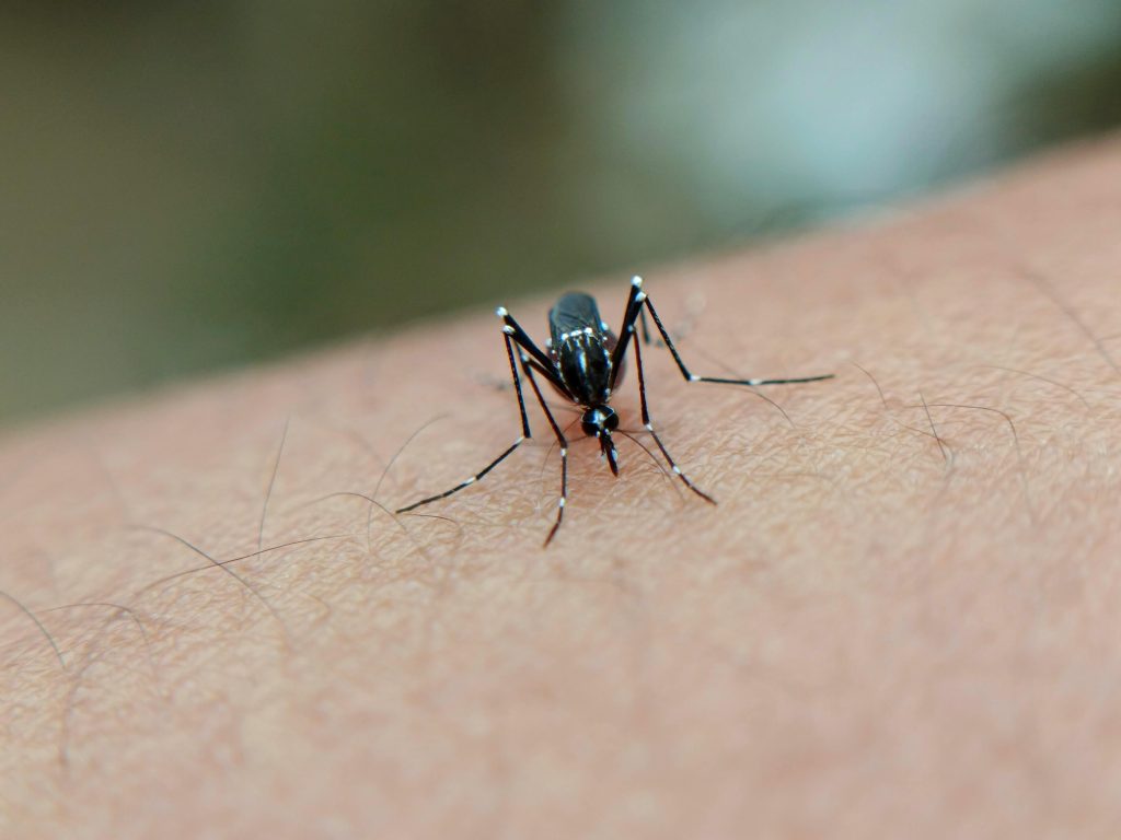 mosquito on skin