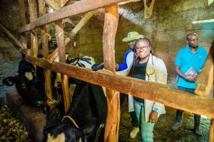 Dorothy Mwachiro stands inside a small cattle shed observing dairy cows in their stalls