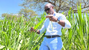 Dr. Issakwisa Ngondya examines a forage plant leaf in a tall, green field