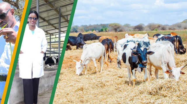 Collage showing agricultural scientists examining crops and working in a livestock facility, alongside a large herd of cattle grazing in an open field.