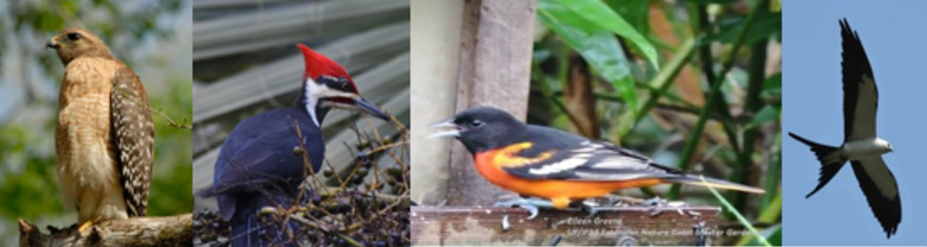 How may we encourage nature coast birds to visit home landscapes?