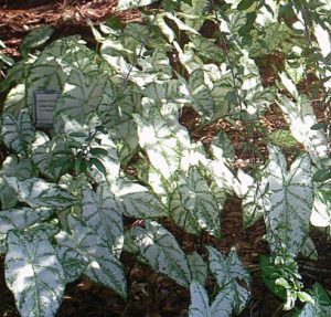 Lance shaped white leaf caladium with green veins.