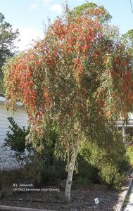 tree with weeping habit with red berries