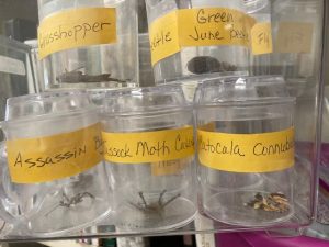 Insect collection in jars