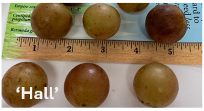 Greater than one inch diameter reddish-bronze grapes beside a ruler.