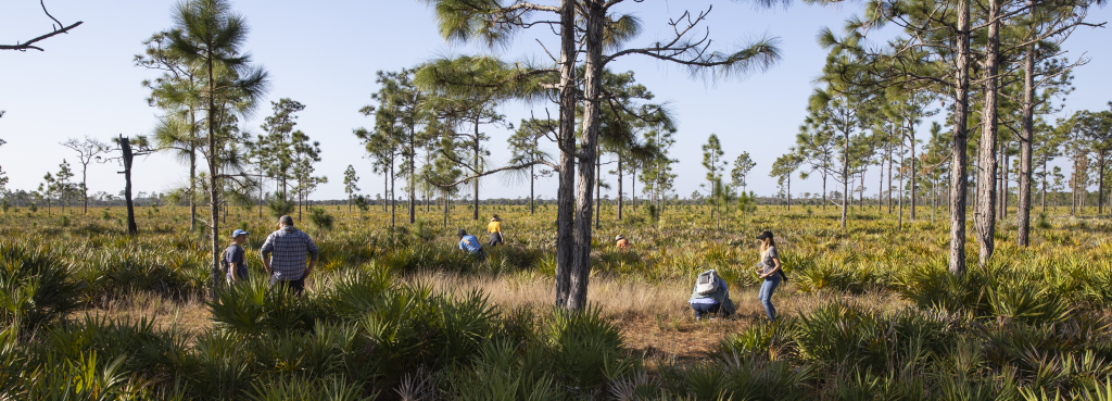Six Bio Blitz participants dressed in hats and jeans explore the DeLuca Preserve's expanse of palmetto shrubland with scattered pine trees.