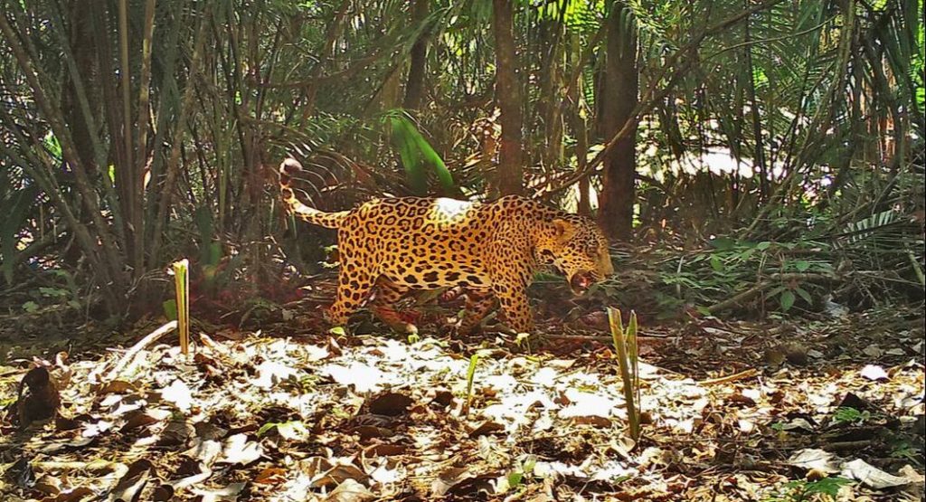 A jaguar walking in a forest.