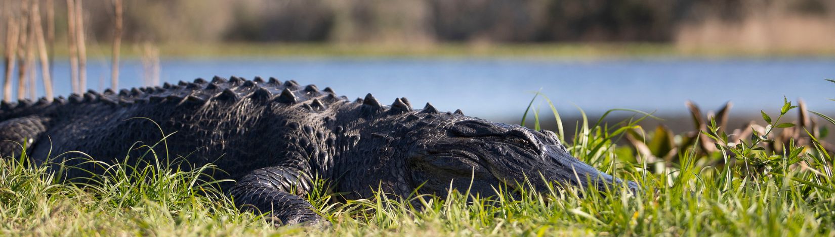 Alligator at Paynes Prairie.